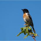 Das Schwarzkehlchen (Saxicola rubicola) . . .