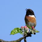 Das Schwarzkehlchen ( saxicola rubicola) sang sein schönstes Lied...