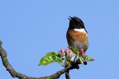 Das Schwarzkehlchen ( saxicola rubicola) sang sein schönstes Lied...