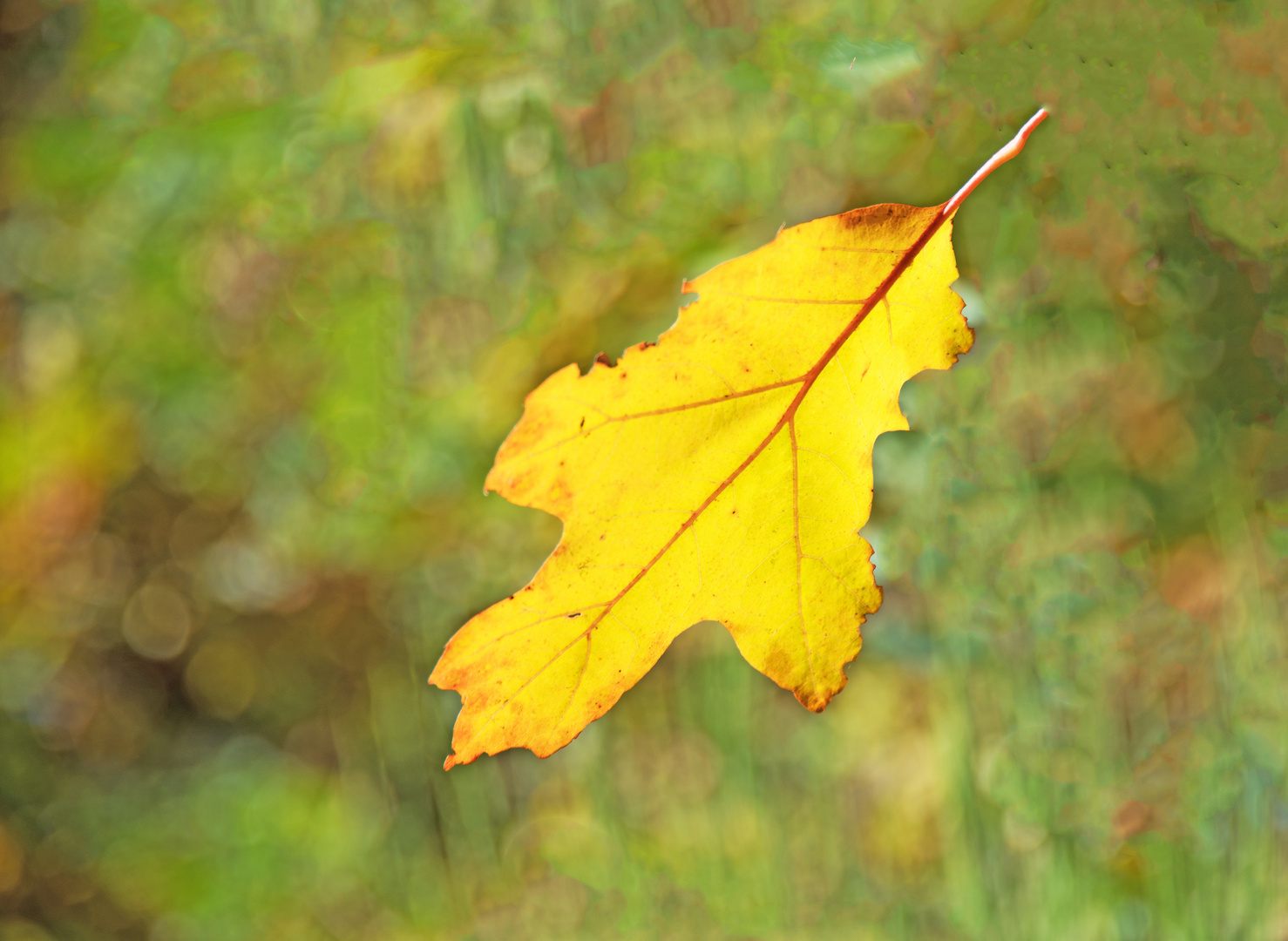 Das schwebende Blatt