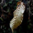 "Das schwebende Blatt"