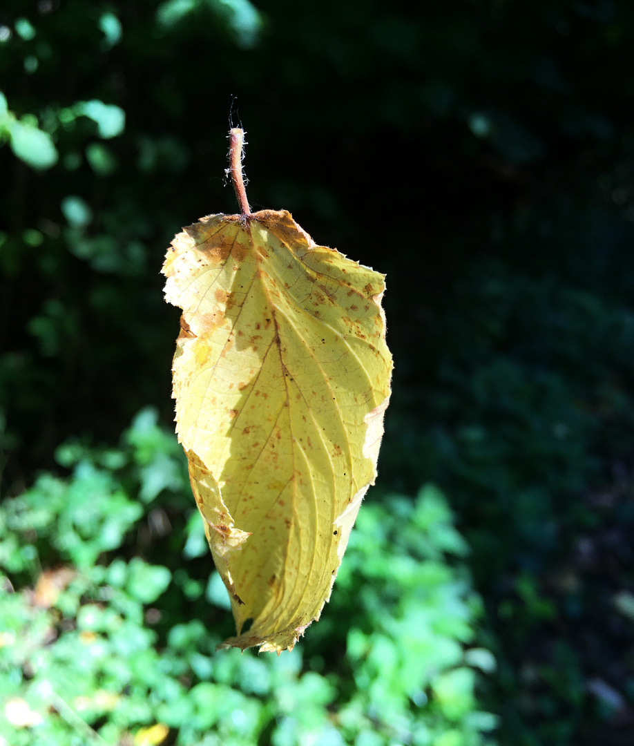 Das schwebende Blatt