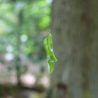 das schwebende Blatt