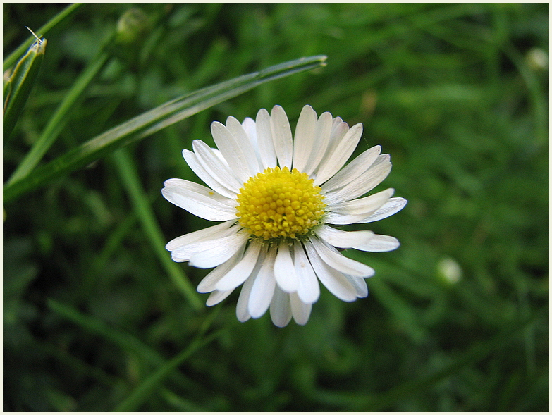 Das schwebende Gänseblümchen