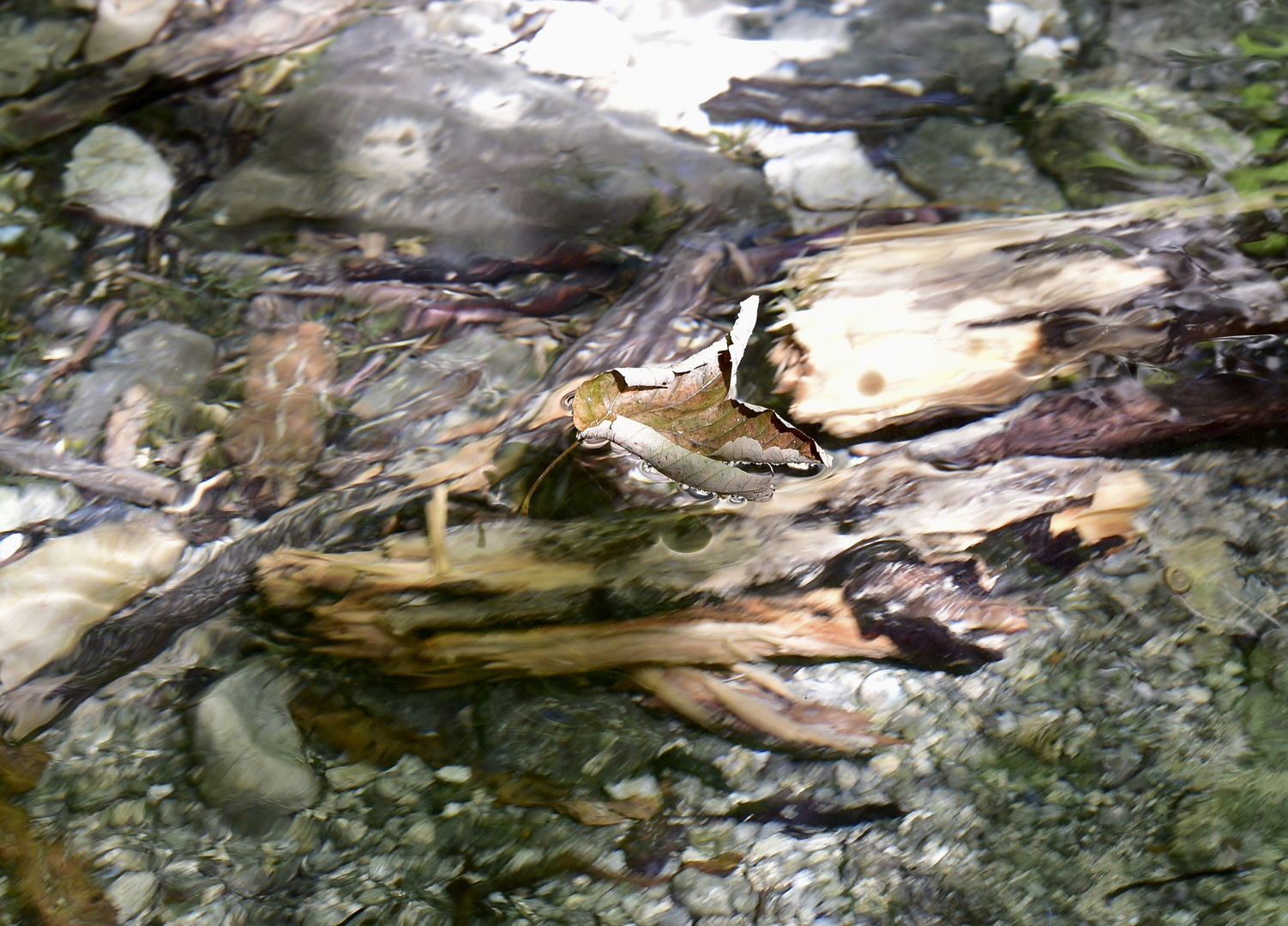 Das schwebene Blatt oder schwimmendes ?