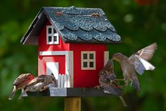 Das schwedische Vogelhaus