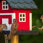 Das schwedische Vogelhaus