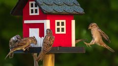 Das schwedische Vogelhaus