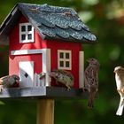 Das schwedische Vogelhaus