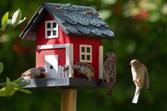 Das schwedische Vogelhaus