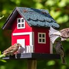 Das schwedische Vogelhaus