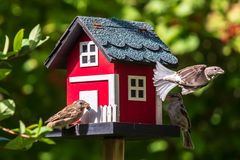 Das schwedische Vogelhaus