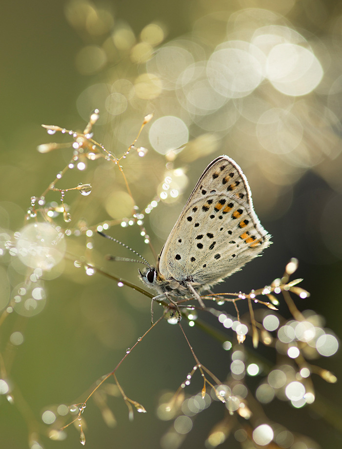 Das Schwefelvögelein oder brauner Feuerfalter (Lycaena tityrus)