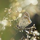 Das Schwefelvögelein oder brauner Feuerfalter (Lycaena tityrus)