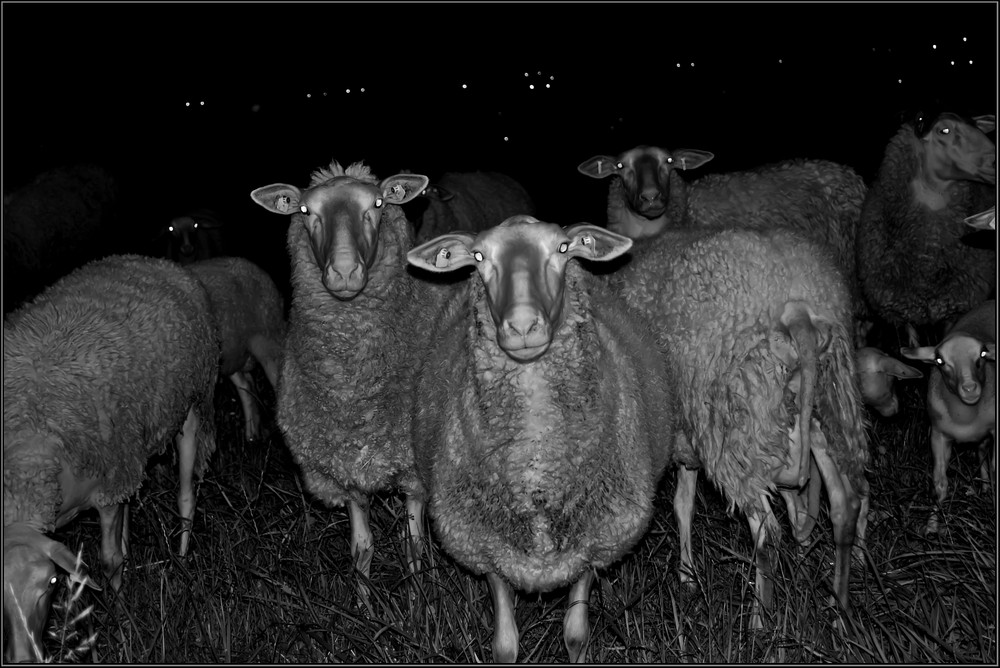 Das Schweigen der Lämmer........der Boss     /////    Il silenzio degli innocenti ........ il capo