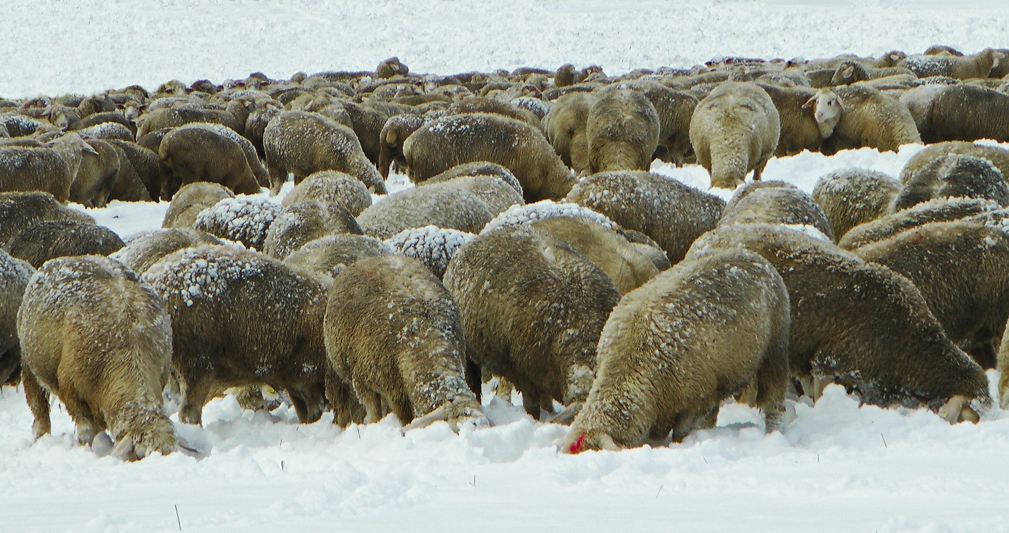 Das Schweigen der Schafe