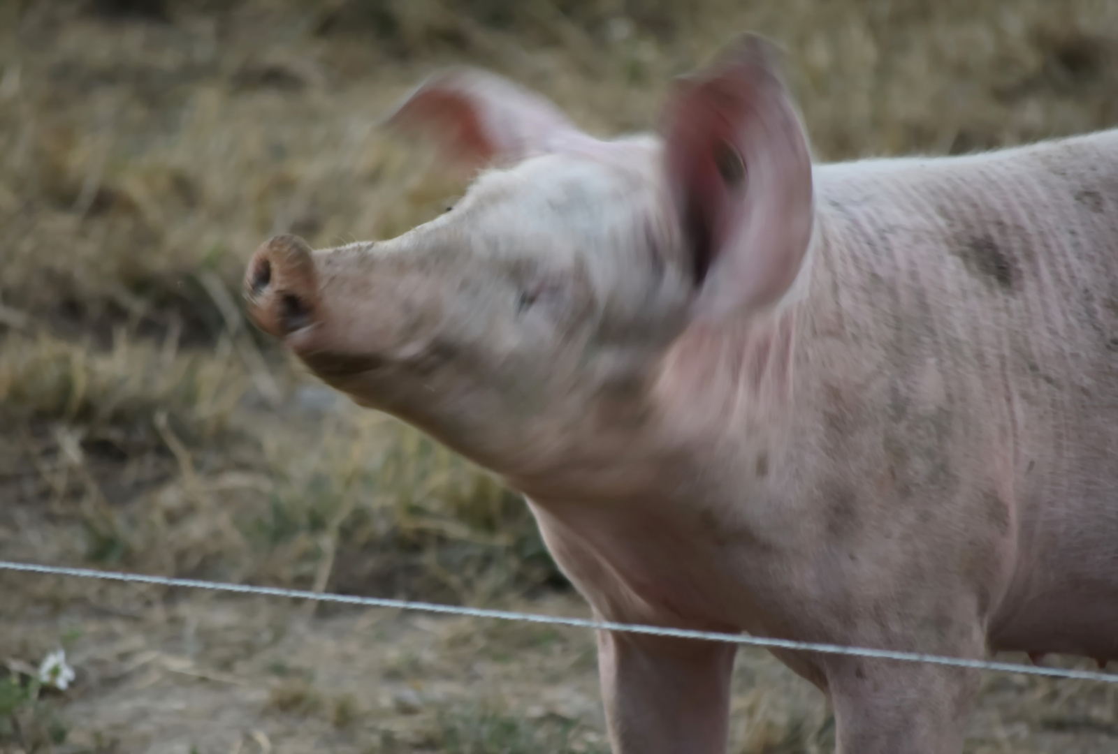 das Schwein fühlt sich Sauwohl