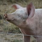 das Schwein fühlt sich Sauwohl