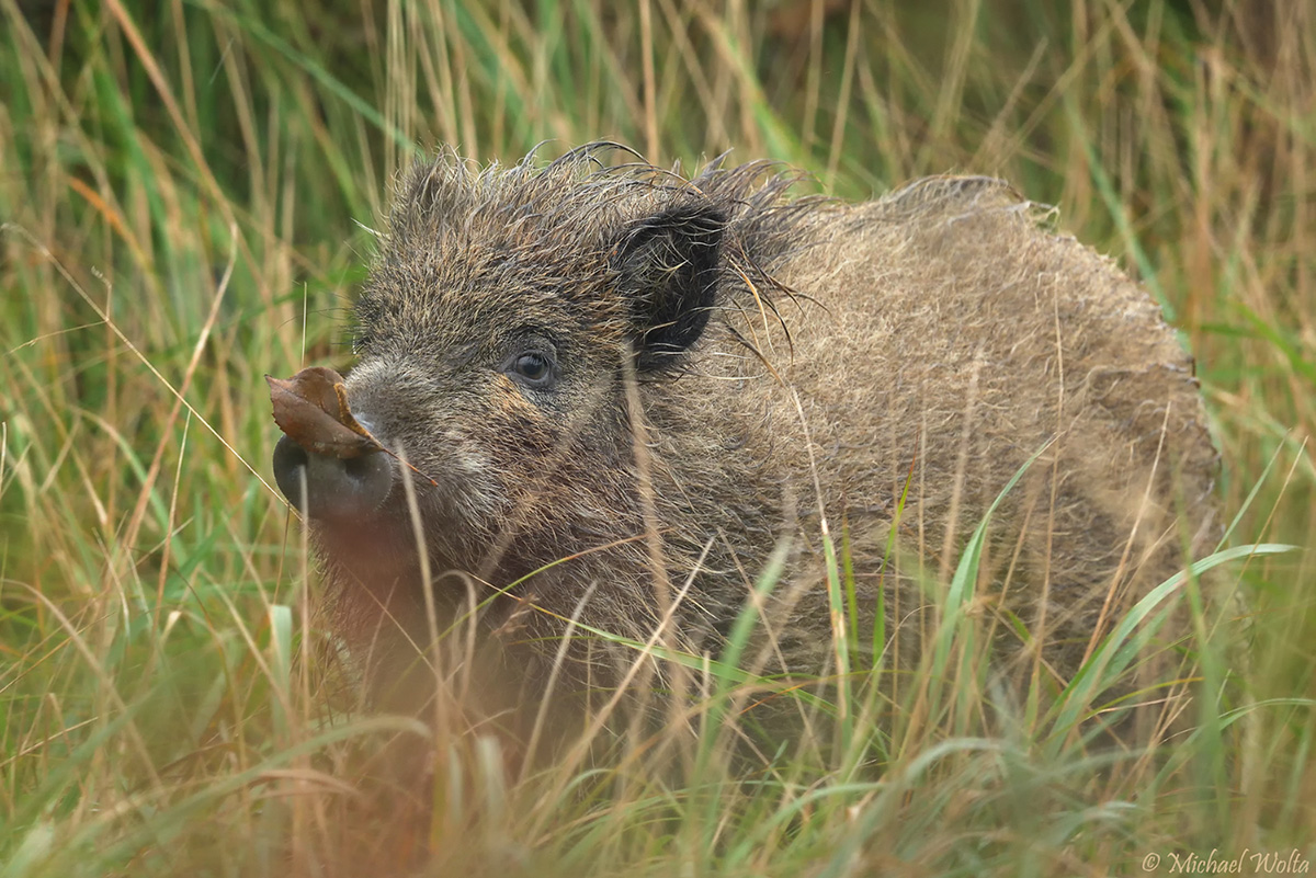 Das Schwein mit dem Blatt vor dem Mund