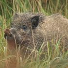 Das Schwein mit dem Blatt vor dem Mund