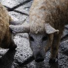 Das Schwein mit dem Namen Schnitzel