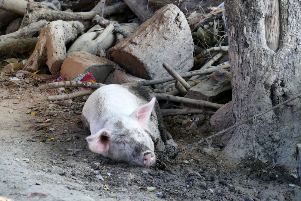 ...das Schweinchen von AVA...