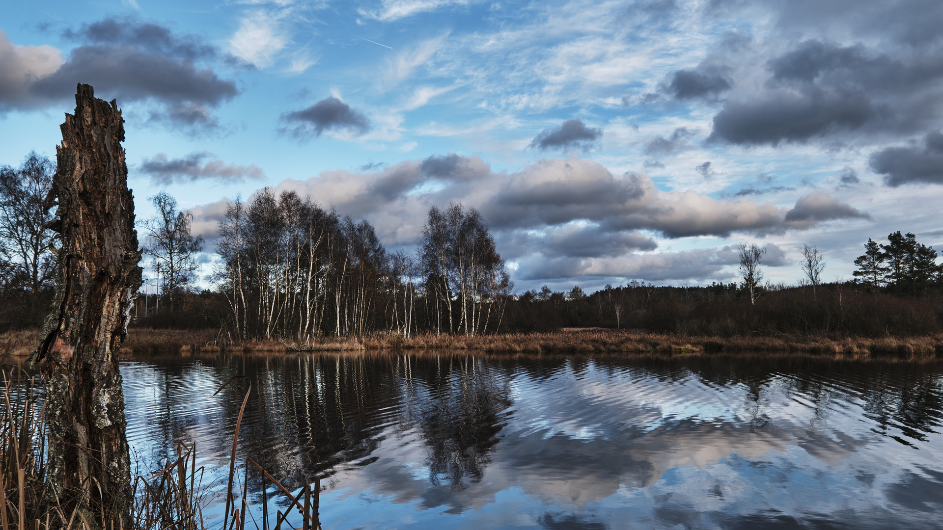 Das Schwenninger Moos