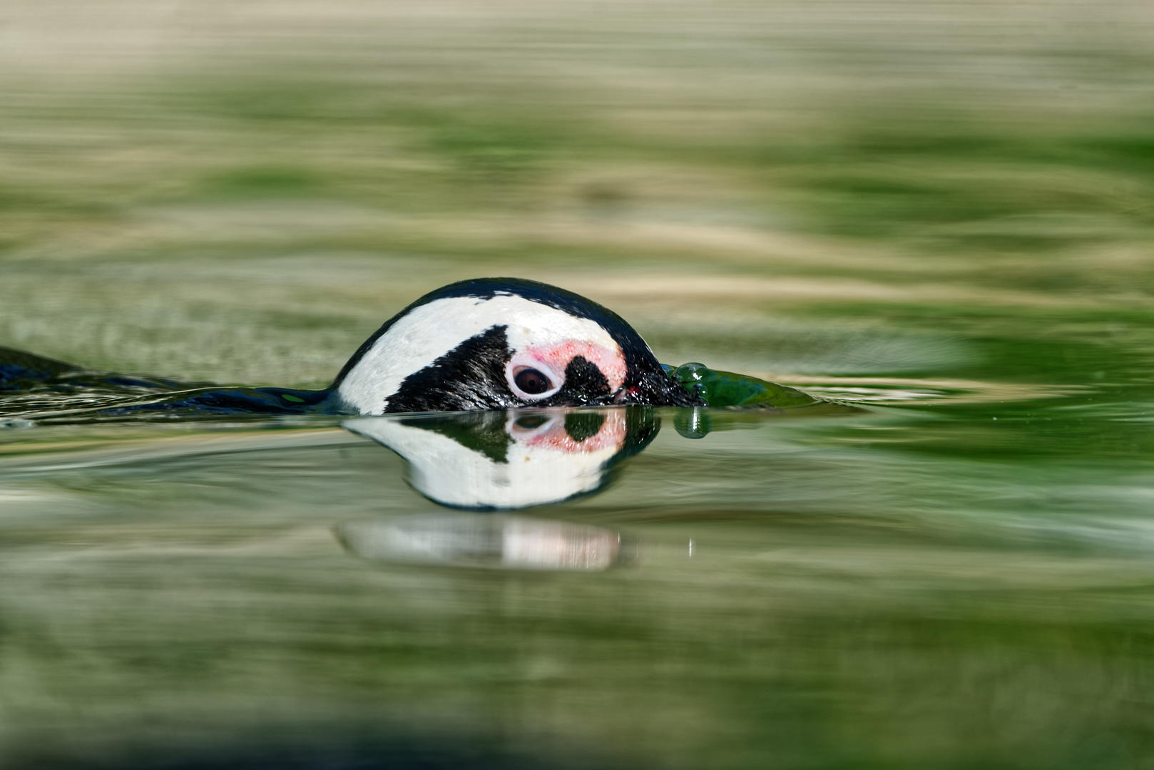 Das schwimmende Auge