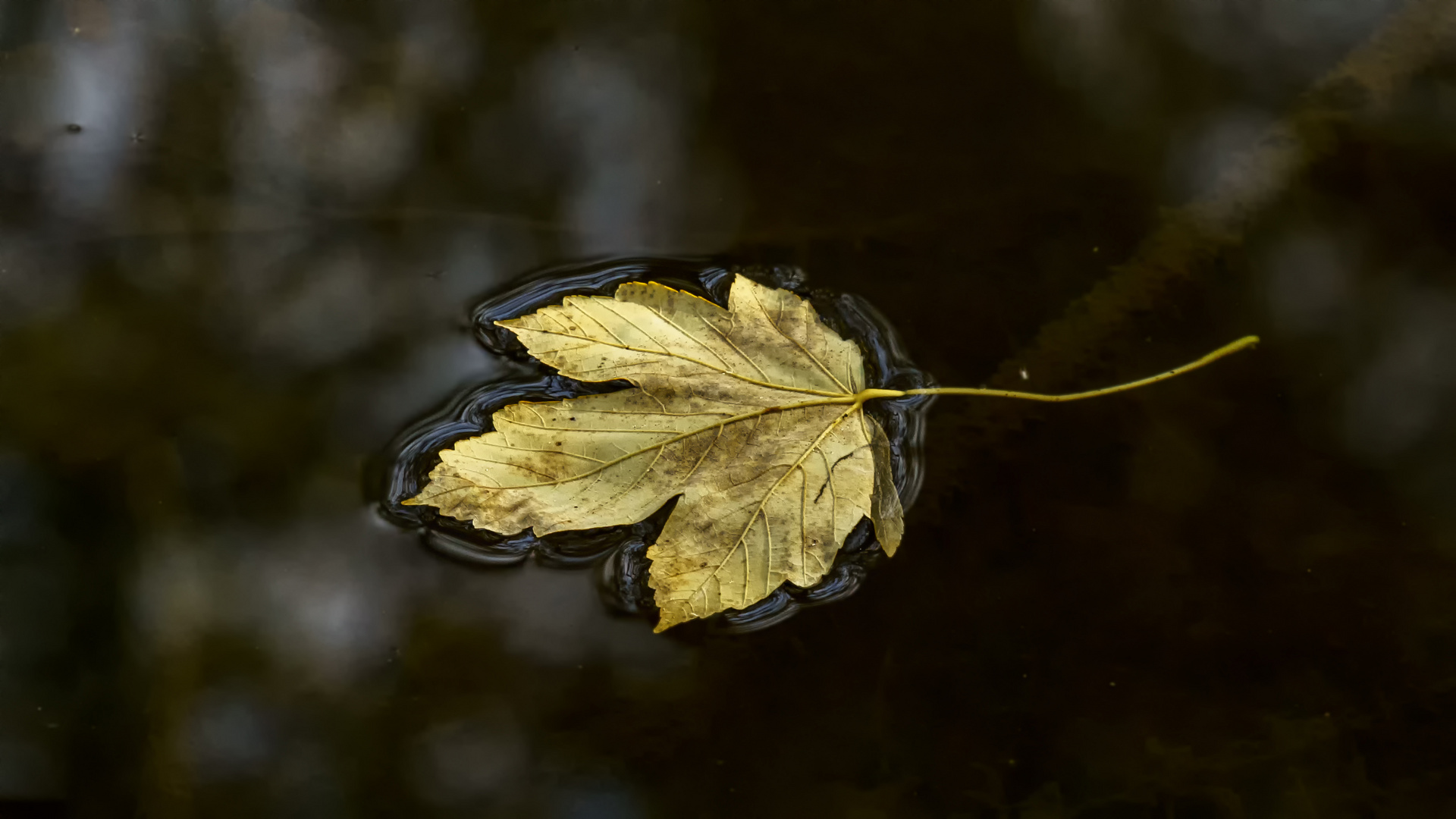 Das schwimmende Blatt, 2020.10.28