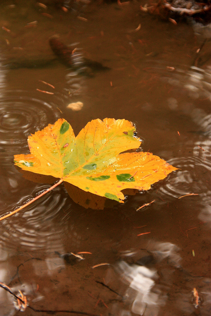 das schwimmende Blatt