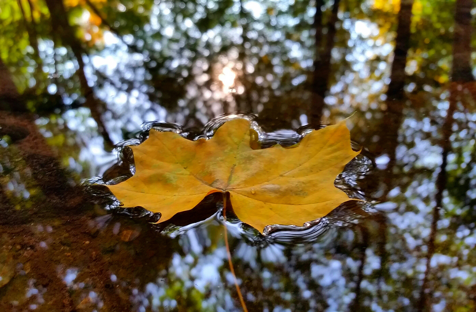 Das schwimmende Blatt