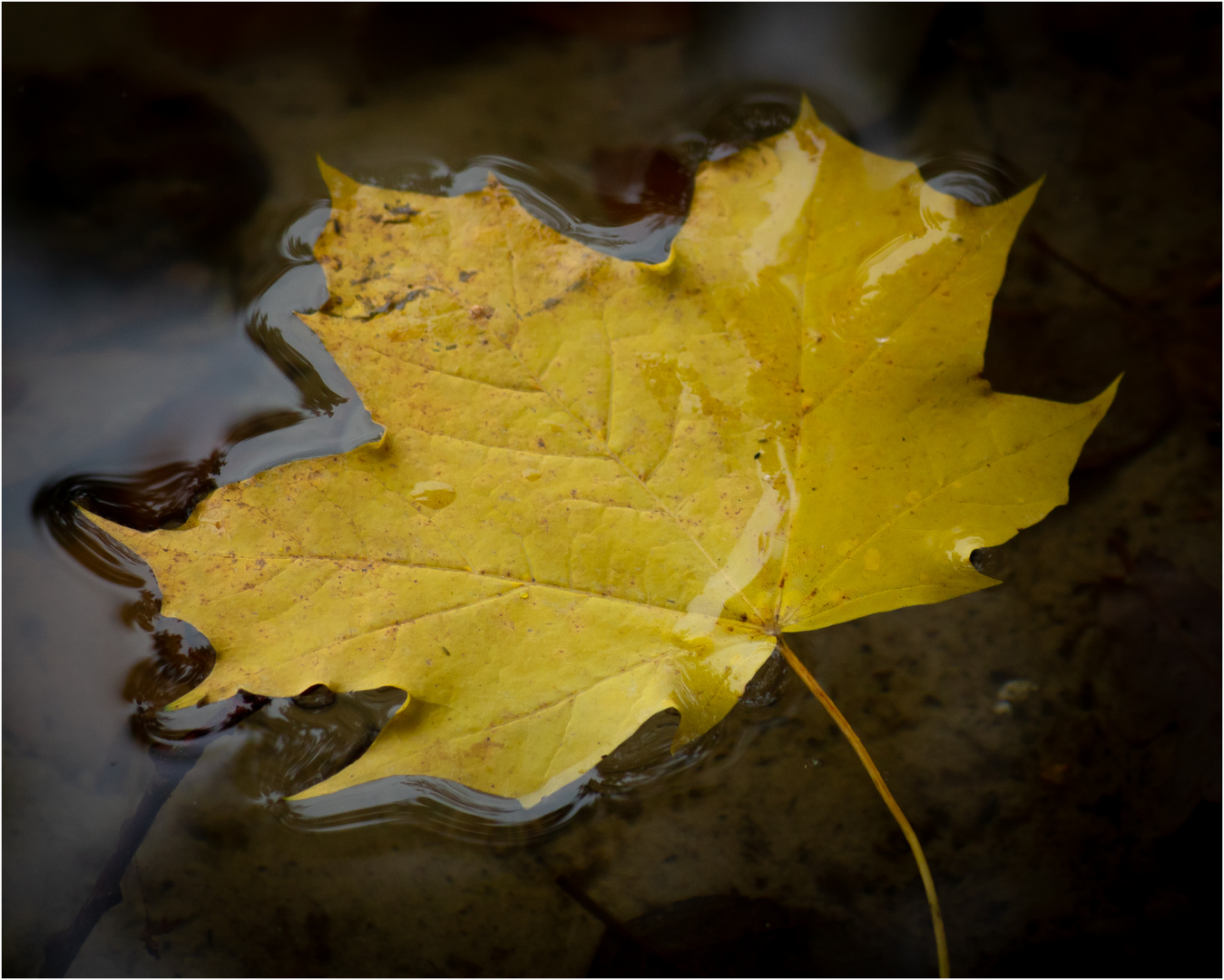 Das schwimmende Herbstblatt