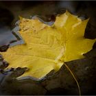 Das schwimmende Herbstblatt