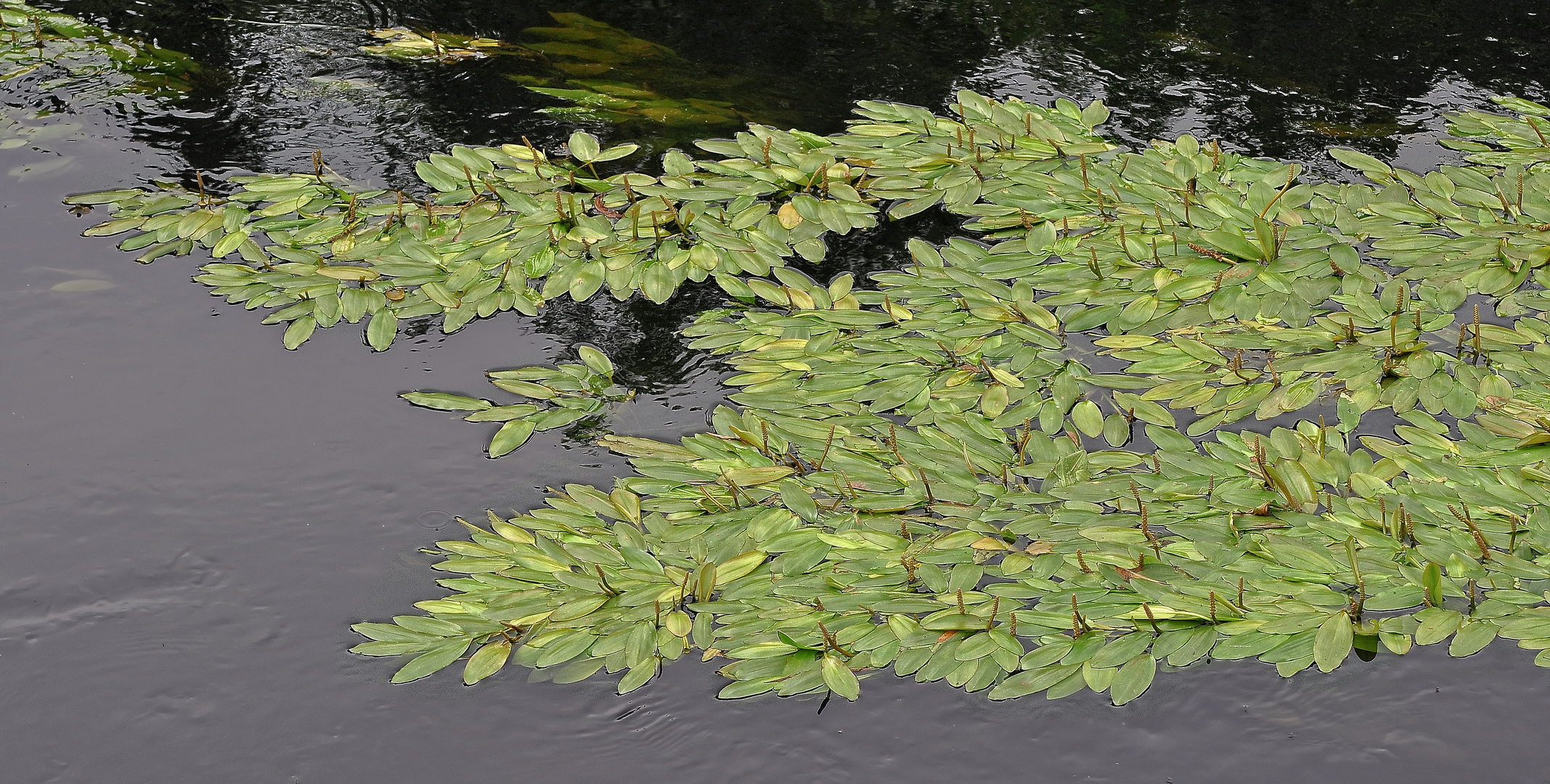 Das Schwimmende Laichkraut.....