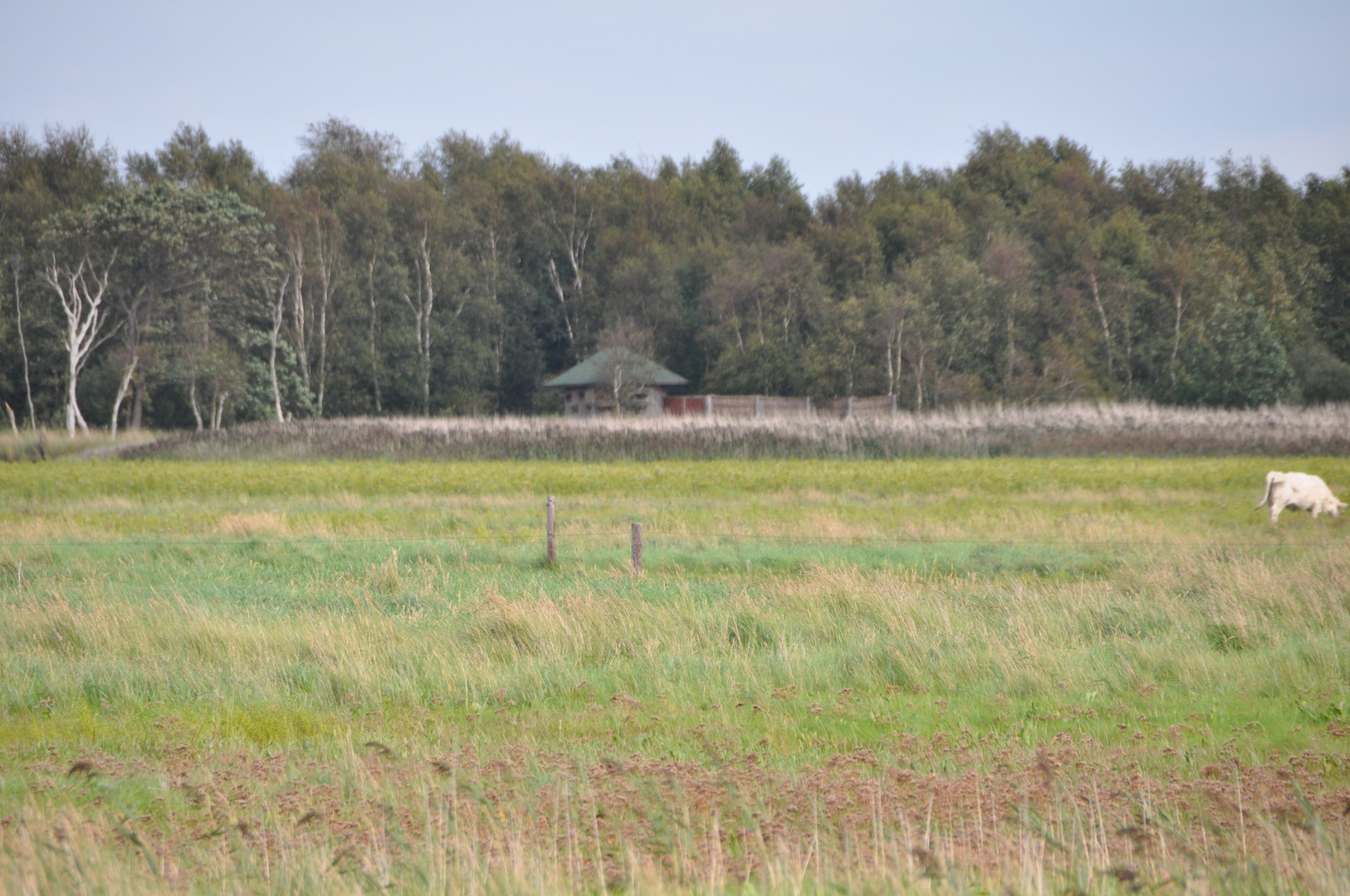 das schwimmende Moor