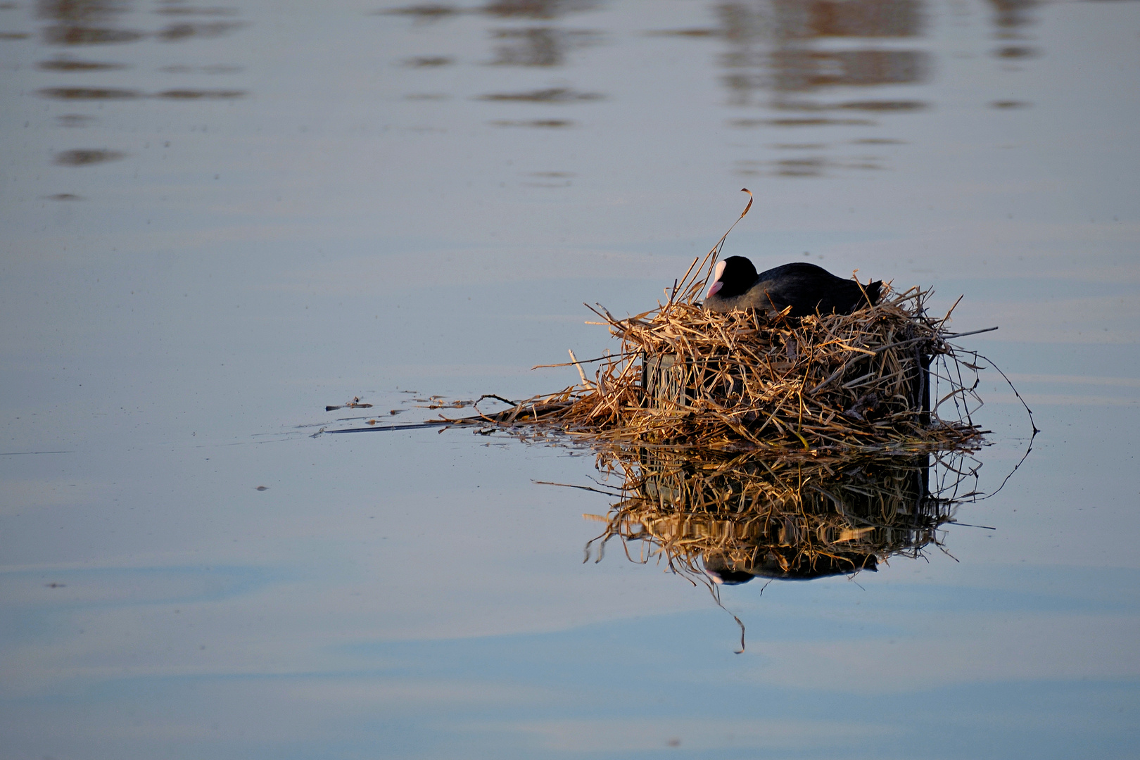 das schwimmende Nest