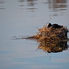 das schwimmende Nest