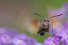 das schwirrende Taubenschwänzchen