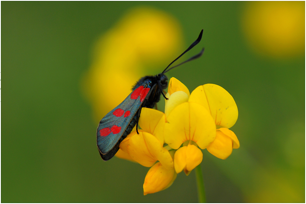 Das Sechsfleck-Widderchen (Zygaena filipendulae)...