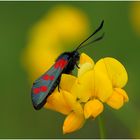 Das Sechsfleck-Widderchen (Zygaena filipendulae)...