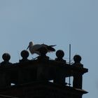 Das sechste Hammer Storchenpaar auf Schloss Heessen.