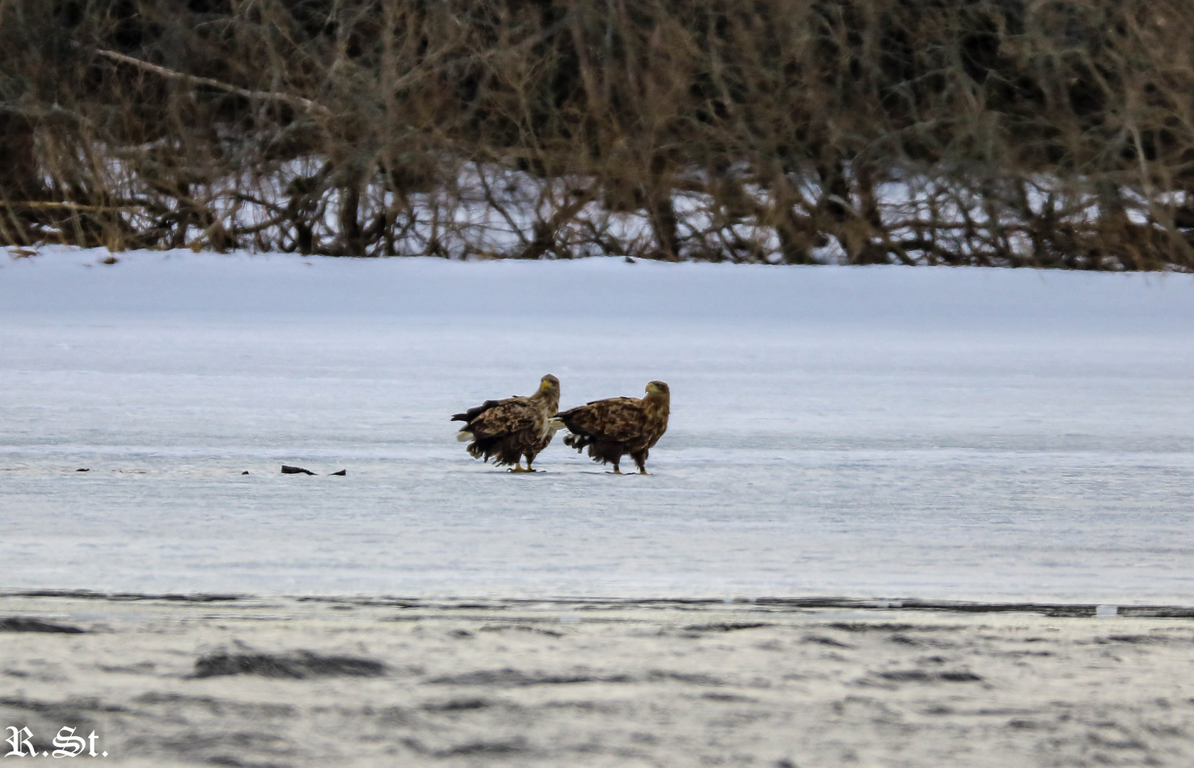 Das Seeadler Paar 