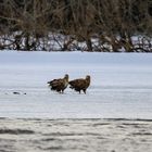 Das Seeadler Paar 