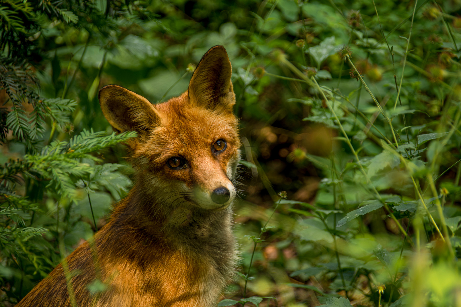 Das Seelenleben der Tiere / Peter Wohlleben