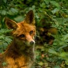 Das Seelenleben der Tiere / Peter Wohlleben