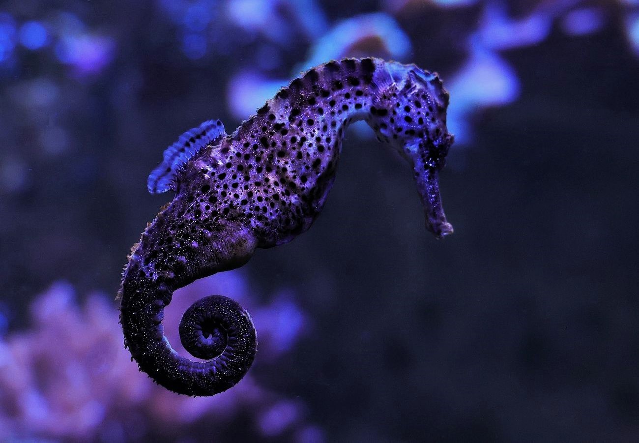 Das Seepferdchen Foto & Bild | spezial, natur, zoo Bilder auf fotocommunity