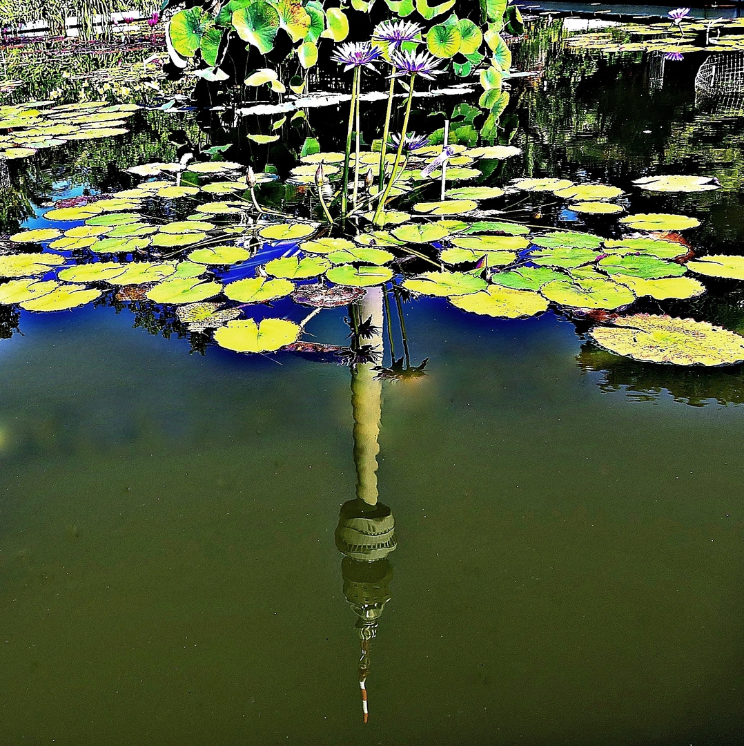 Das Seerosenbecken im Westfalenpark . . .