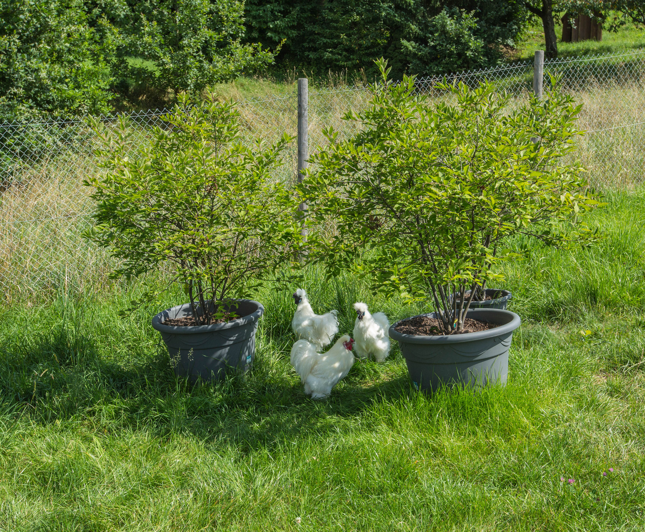 Das Seidenhuhn