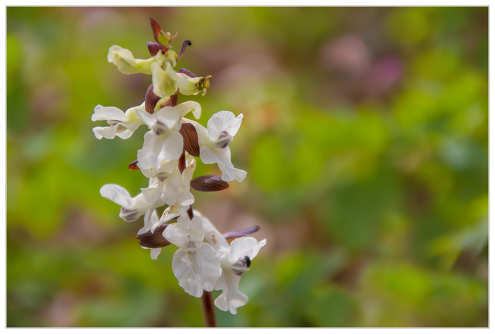 ...das selbe in Weiß... - Hohler Lerchensporn (Corydalis cava)