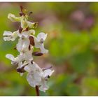 ...das selbe in Weiß... - Hohler Lerchensporn (Corydalis cava)